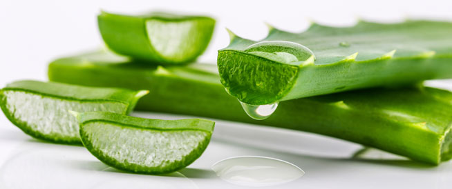 أكثر 5 نباتات تحتوي على الماء لحالات العطش والحرب