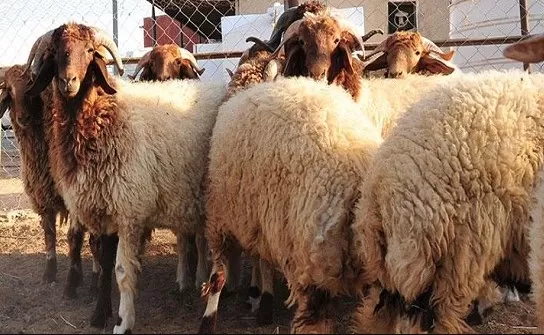 كيفية حفظ لحوم الأضاحي بطريقة صحية لتجنب التسمم الغذائي